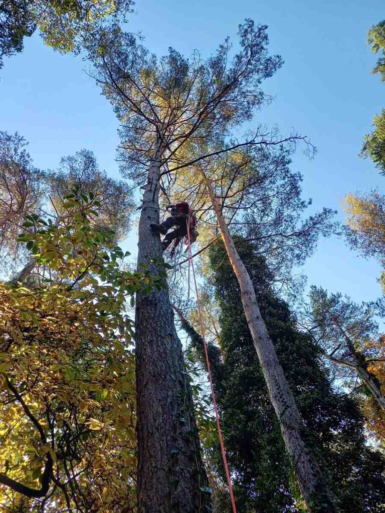 Boomverzorger hoog in de boom bezig met de gecontroleerde demontage van takken.