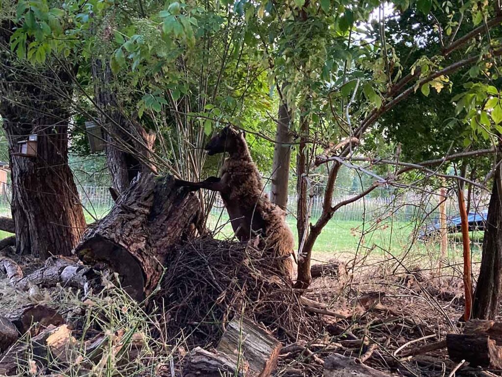 Een schaap dat grove takken en schors eet tussen de struiken en bomen.