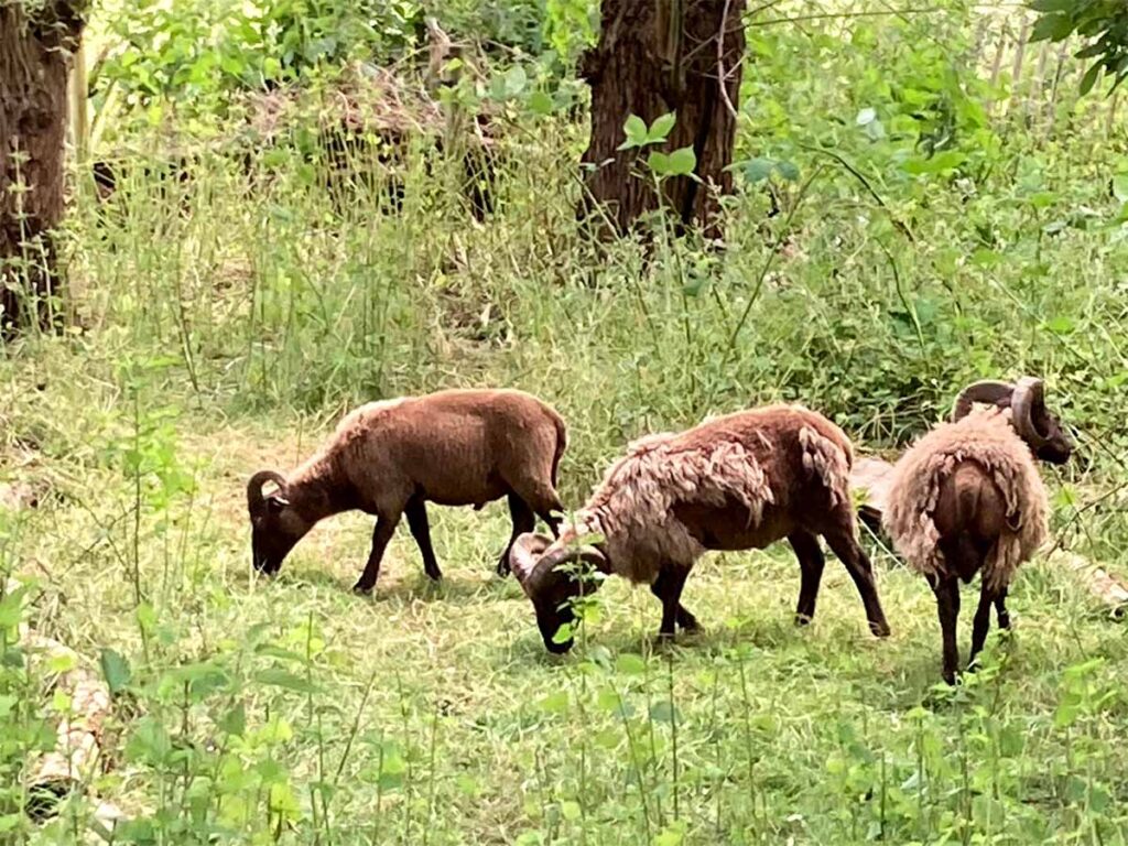 Drie bruine Manx Loaghtan schapen met hoorns grazen in een dichtbegroeid, groen bosgebied.