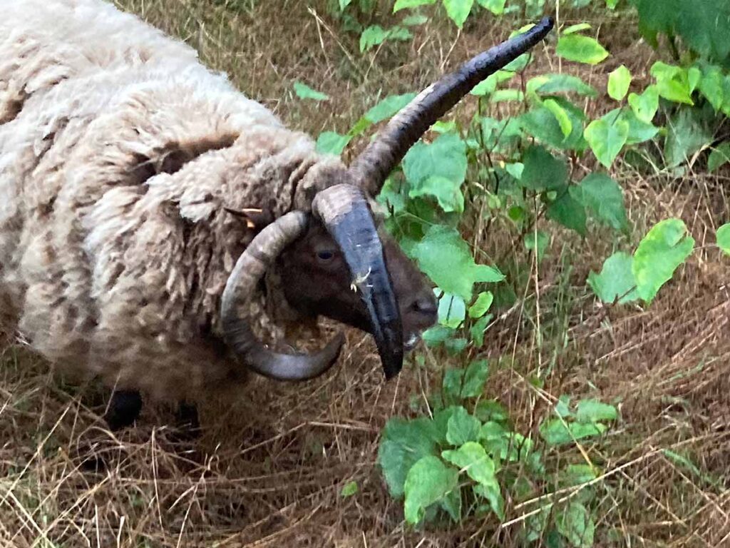Detail van een schaap dat ingezet wordt voor de bestrijding van Japanse duizendknoop.