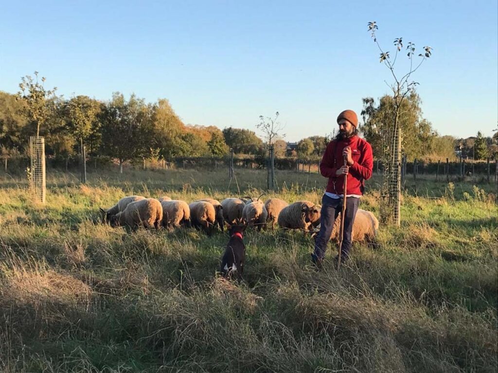Een kudde Manx Loaghtan schapen met een herder in een open veld tijdens begrazing.