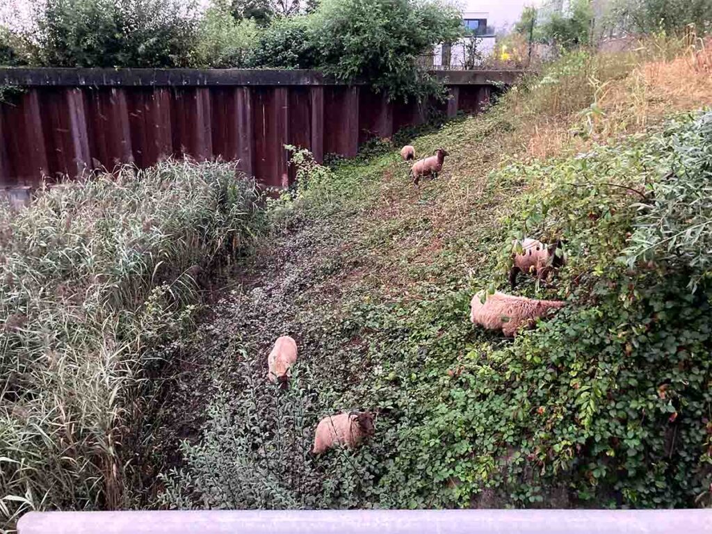 Een kudde Manx Loaghtan schapen grazen op een steile, begroeide helling voor natuurlijk groenbeheer.