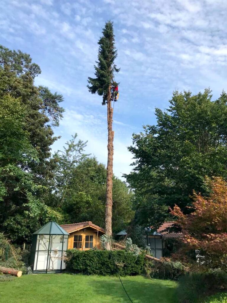 Een boomverzorger klimt in een zeer hoge, deels gestripte naaldboom tijdens het vellen van de boom.